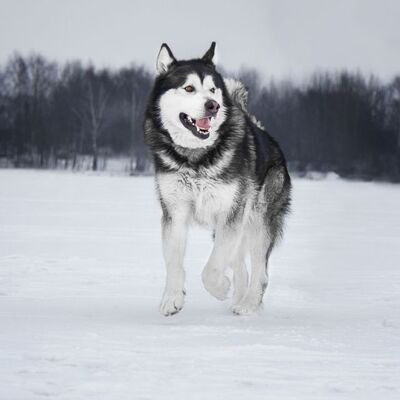 best dog breed